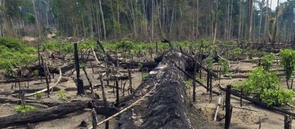 la déforestation en Amazonie