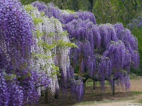 glycine