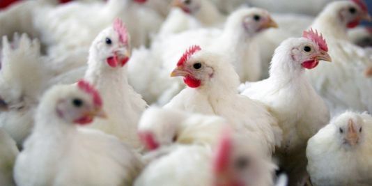 cas de grippe aviaire détectés 