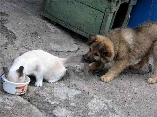 chien et chat