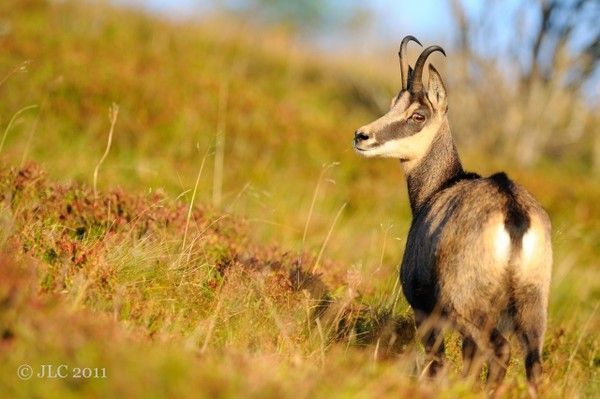 chamois