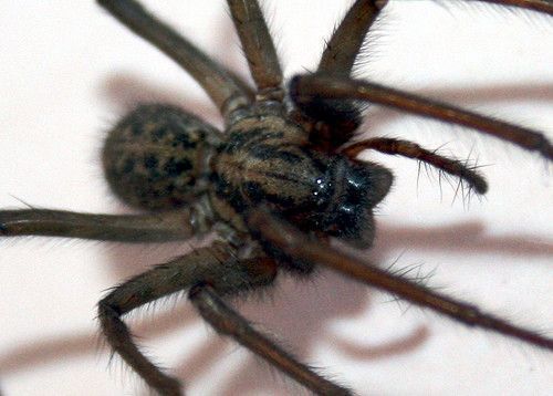 INVASION – Des araignées géantes sèment la panique en Inde