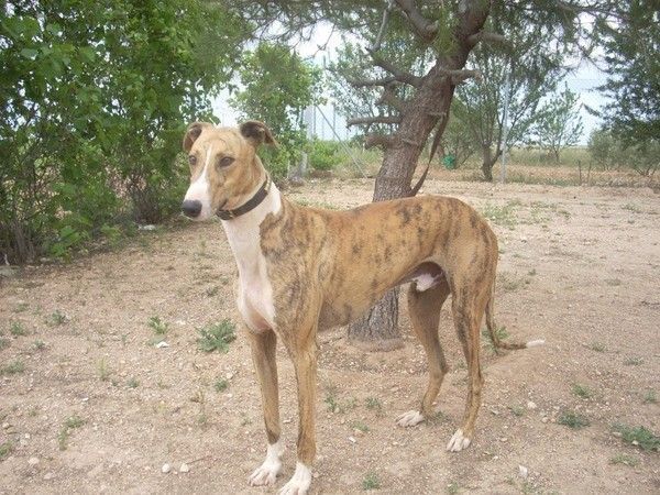 galgos,chien marthyr