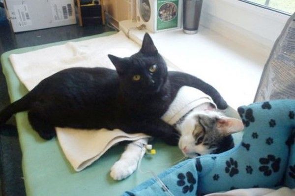 Un chat infirmier prend soin des autres animaux