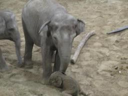 sauver le petit éléphant Q