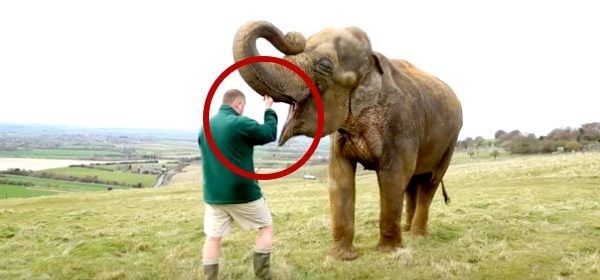 Cet éléphant maigrit 