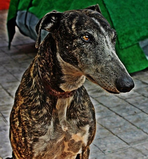 galgo