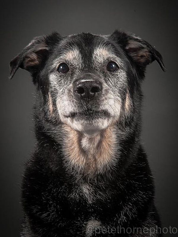 Ces magnifiques photos de chiens très âgés