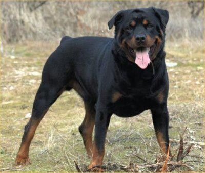 25 rottweilers « maltraités et affamés 