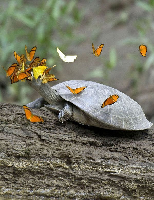 les papillons s’abreuvent des larmes de tortues 