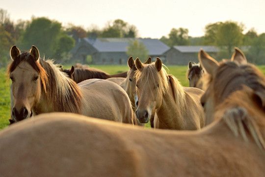 chevaux