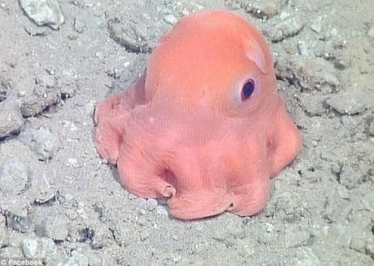 La pieuvre rose la plus mignonne