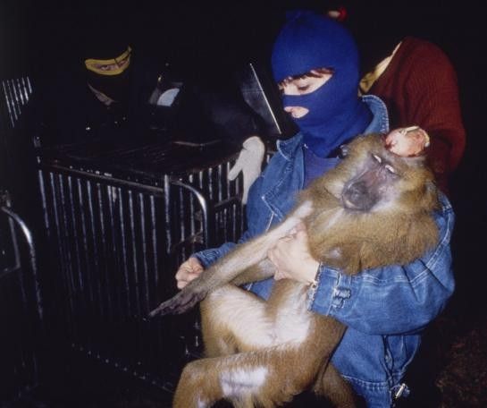 le commando Greystoke libérait 17 babouins de laboratoire