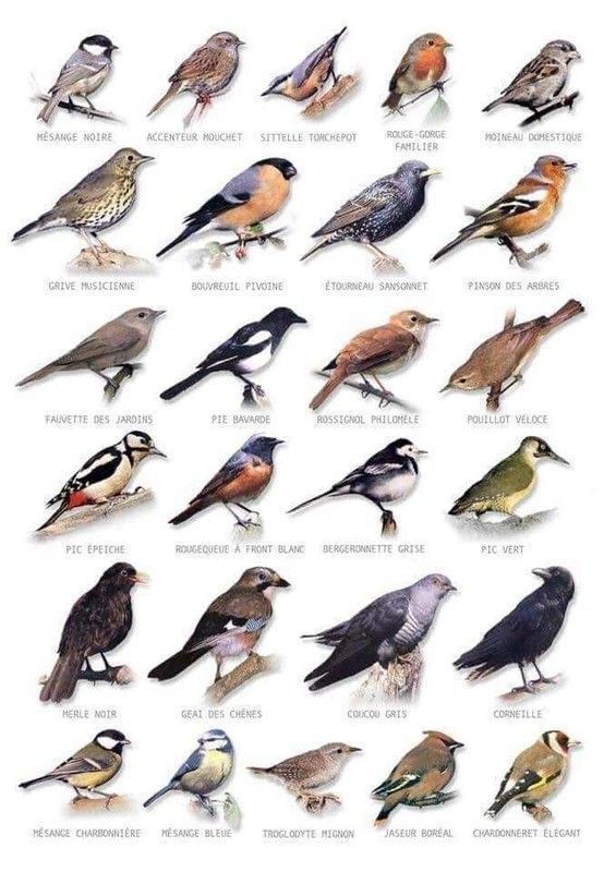 oiseaux