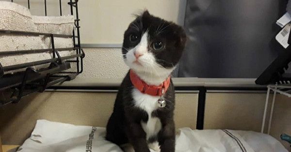 chaton qui n’a pas d’oreilles