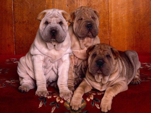 sharpei