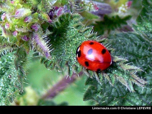 coccinelle