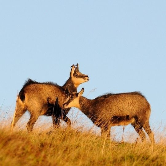 chamois