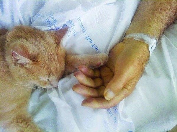 le merveilleux chat qui réconforte les patients