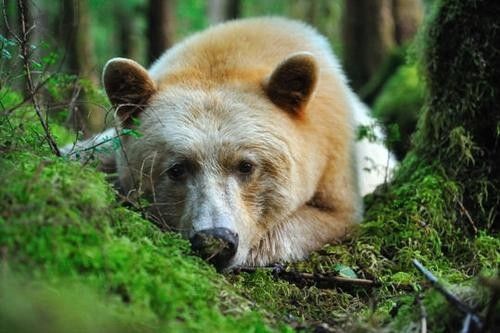 un arrêté de chasse en Ariège pour protéger l'ours