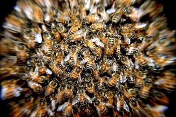 les abeilles de France sont au plus mal