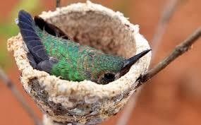 œufs de colibr