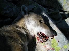 Un loup de mort dans le Vaucluse 