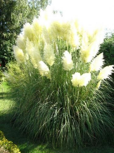 herbes de la pampas