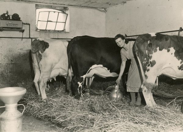 Les paysans, archives de la France agricole