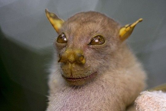 chauve souris