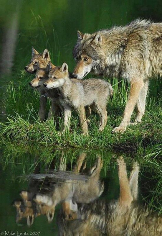 loups