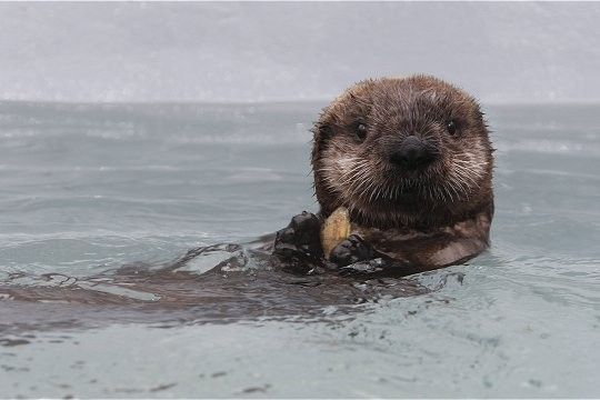 loutre