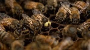 abeille mutante
