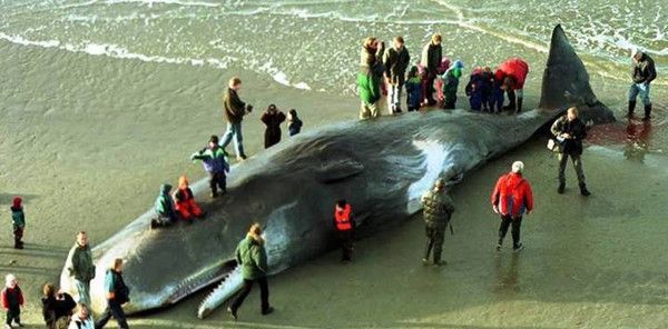 Une baleine retrouvée morte