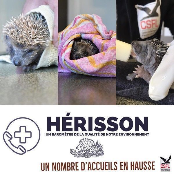 herisson