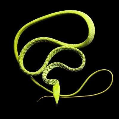 serpent-liane 