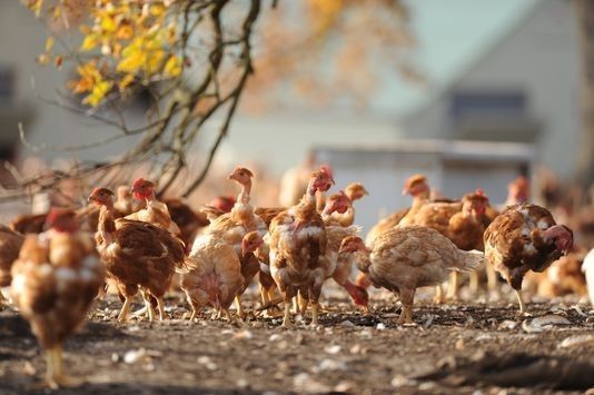 poules