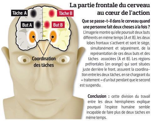 cerveau