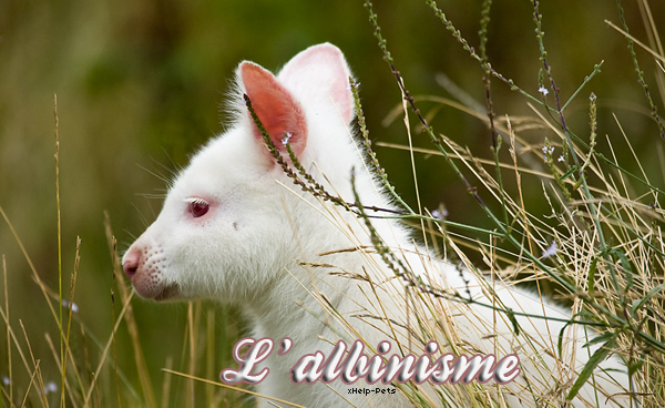 albinos