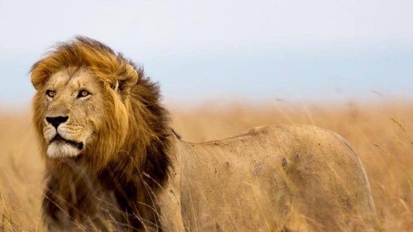 Le magnifique lion Cecil tué