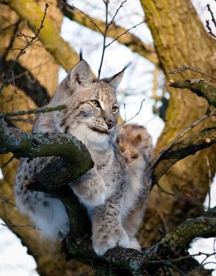 loup et lynx