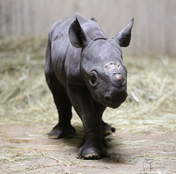 un bébé rhinocéros a trop peur de dormir seul 