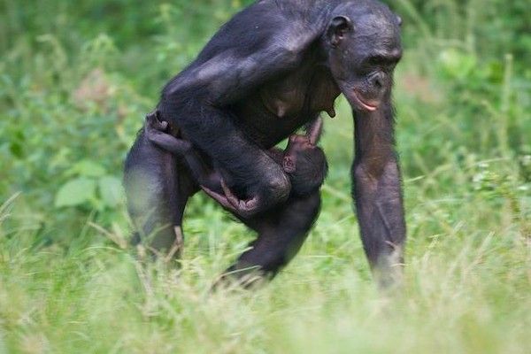 chimpanzé