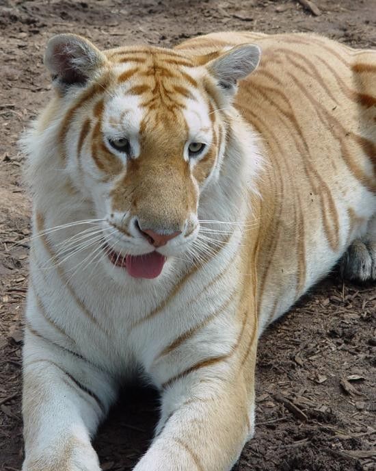 tigre doré