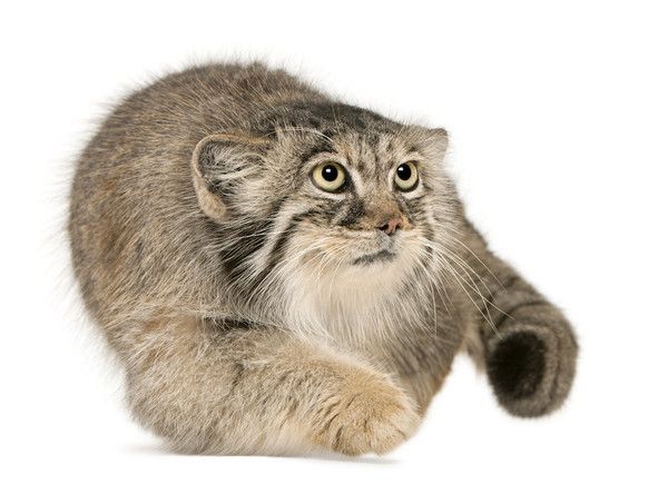 chat Manul