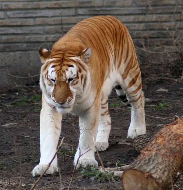 tigre doré