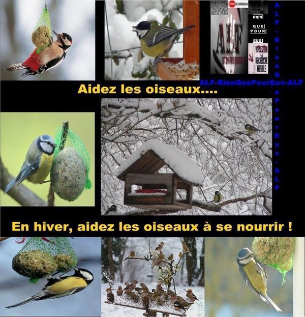 oiseaux