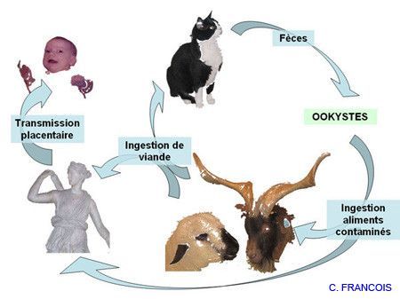 Cycle de la toxoplasmose