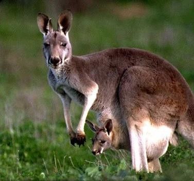 Les Kangourous ( animal massacré pour le cuir )