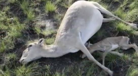 décès mystérieux de 120 000 antilopes 